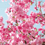 cherryblossom
