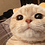 tanhoaian